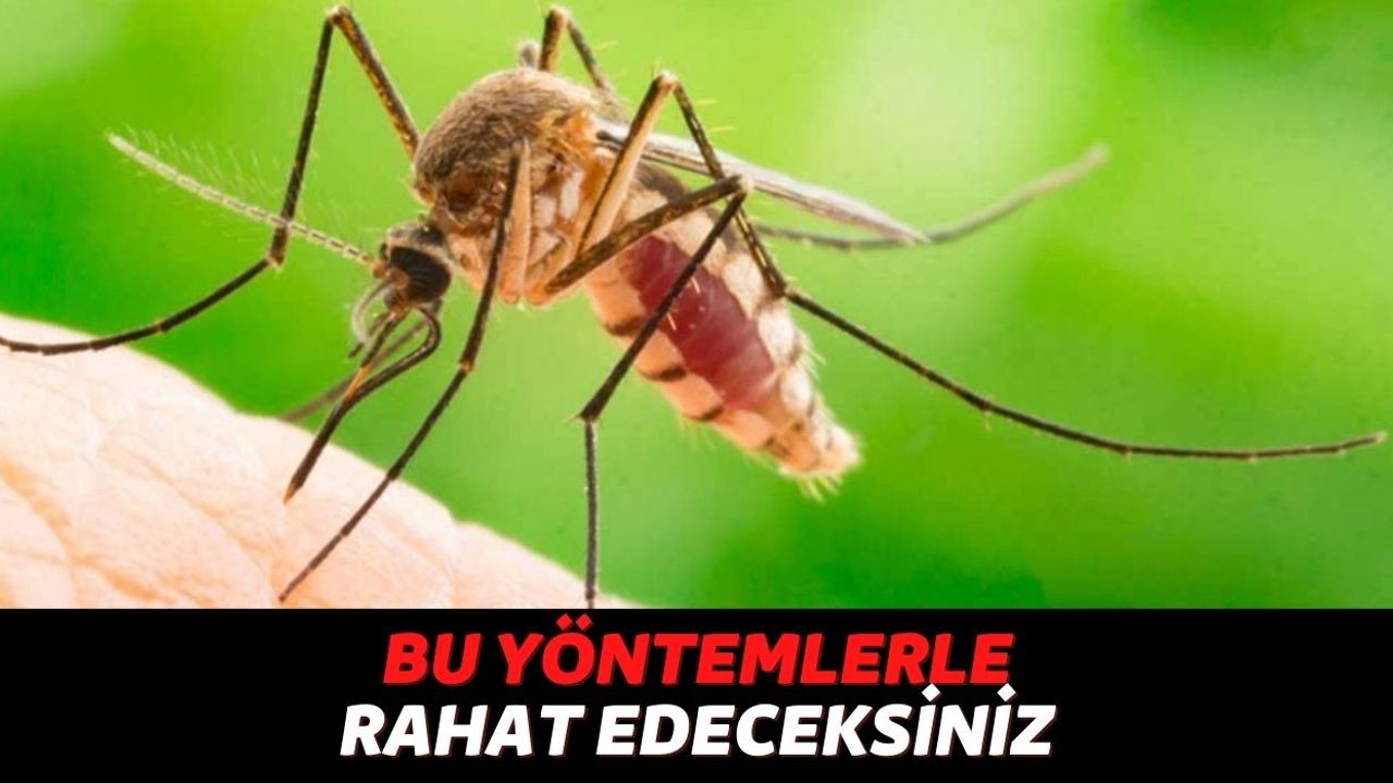 Bu Yaz Sivrisinekler Düşmanınız Olmasın! Evinizde Uygulayacağınız Bu Yöntemlerle Para Ödemeden Sineklerden Kurtulun