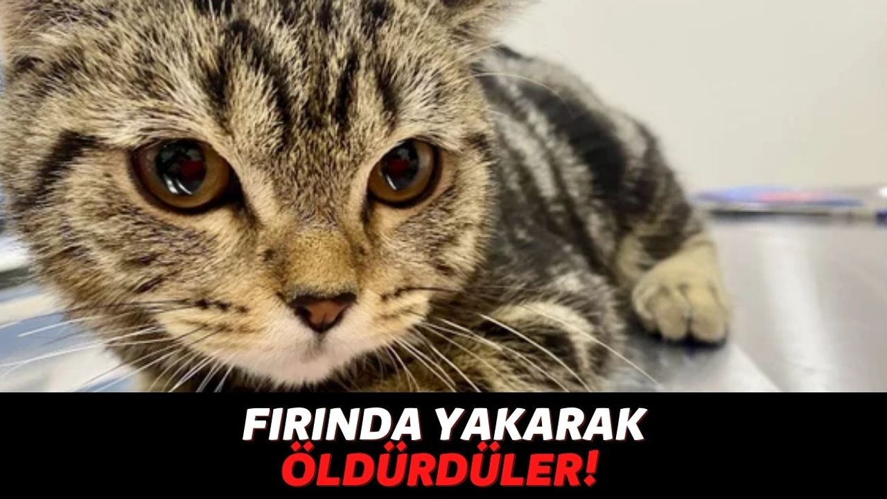 Ne Hayvana Şiddet Bitiyor Ne Kadına: Malatya'da Bir Kediyi Fırında Yakarak Öldürdüler!