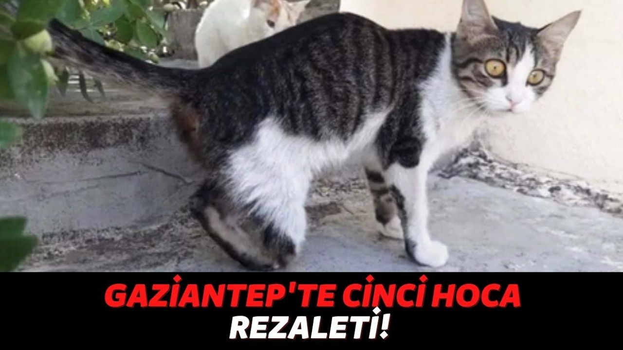 Gaziantep'te Cinci Hoca Rezaleti! Büyü Bozmak İçin Kedilerin Ayaklarını Kestikleri Ortaya Çıktı!