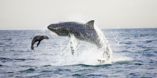 Uçan Köpekbalıklarıyla Derin Sularda 12 Temmuz Pazartesi