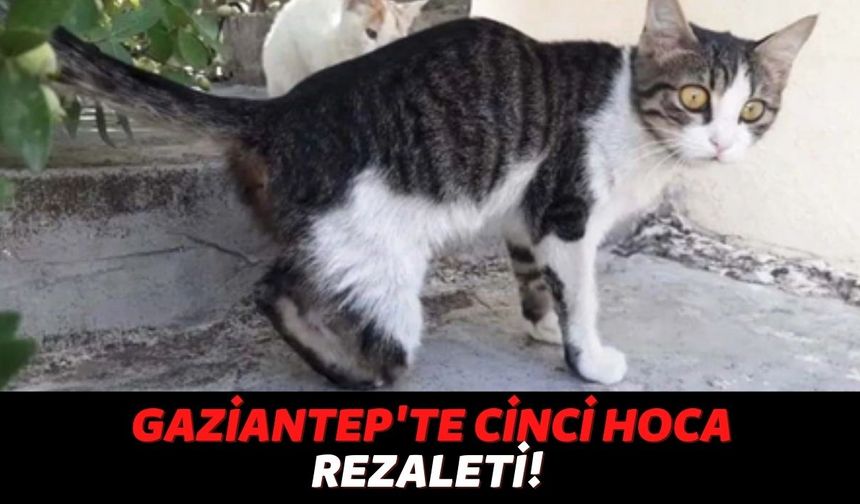 Gaziantep'te Cinci Hoca Rezaleti! Büyü Bozmak İçin Kedilerin Ayaklarını Kestikleri Ortaya Çıktı!